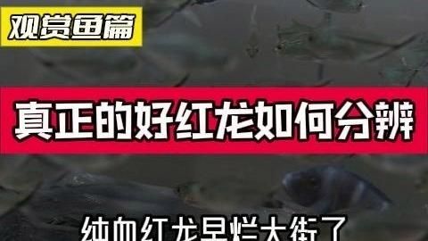 如何辨別紅龍魚的品質，如何辨別紅龍魚的品質，優質紅龍魚品質的重要指標之一