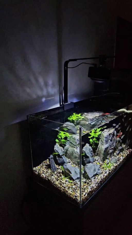 可麗愛魚缸哪個型號最受歡迎？，可麗愛魚缸哪個型號最受歡迎