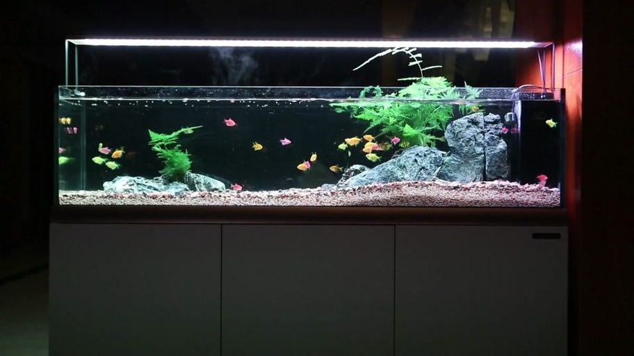 可麗愛魚缸哪個型號最受歡迎？，可麗愛魚缸哪個型號最受歡迎