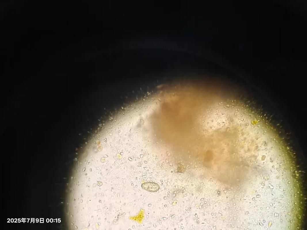 如何安全地烹飪魚以確保殺死所有寄生蟲