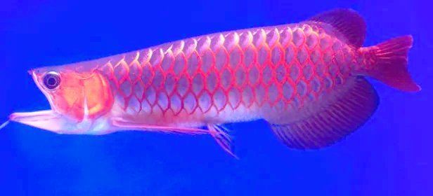 龍魚充血溶鱗后多久能恢復，龍魚充血溶鱗后多久能恢復龍魚病情嚴重程度