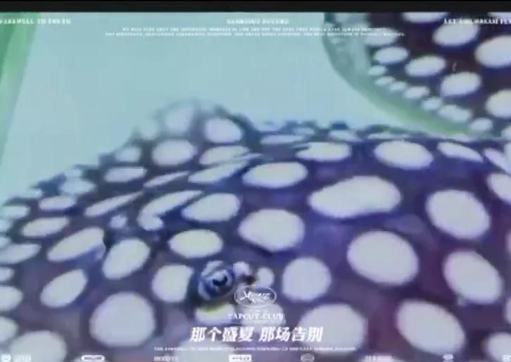 純血皇冠黑白魟魚多久喂一次？