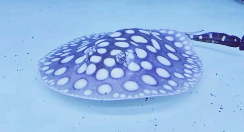 純血皇冠黑白魟魚多久喂一次？