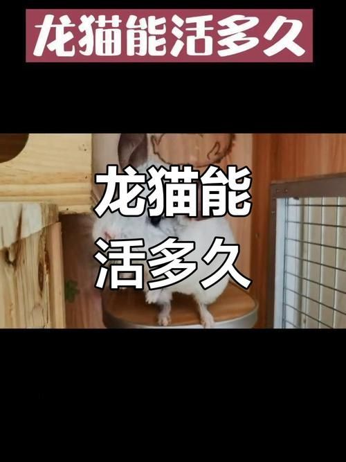 能提供一張關于龍貓壽命的插圖嗎