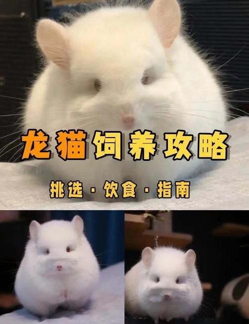 能提供一張關于龍貓壽命的插圖嗎