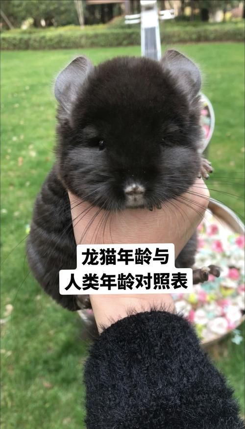 能提供一張關于龍貓壽命的插圖嗎