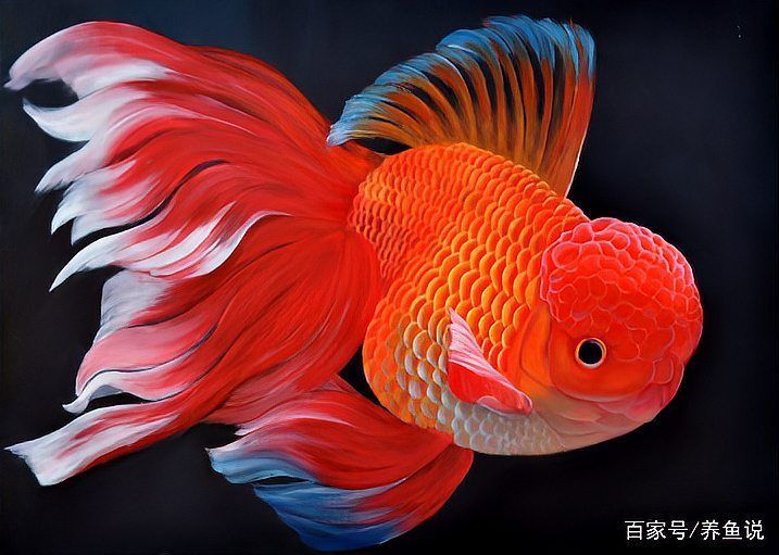 如何預防金魚根部充血的再次發生，如何預防金魚根部充血