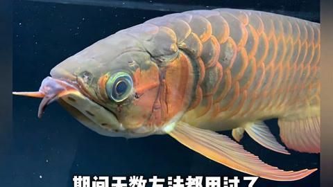 龍魚水霉病會自愈嗎，最令人頭疼的龍魚疾病之頑固性水霉の來