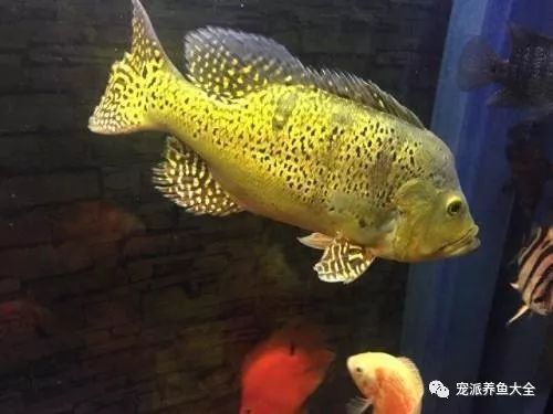 巴西亞魚喂養周期表，巴西亞魚喂養周期