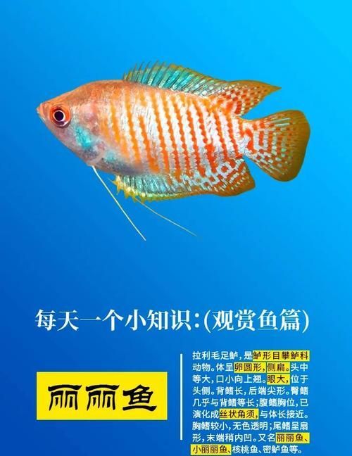 巴西亞魚喂養周期表，巴西亞魚喂養周期