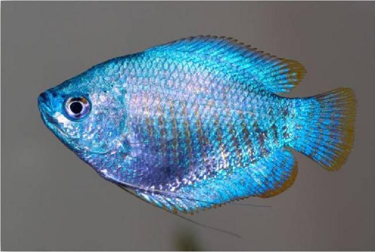 巴西亞魚喂養周期表，巴西亞魚喂養周期