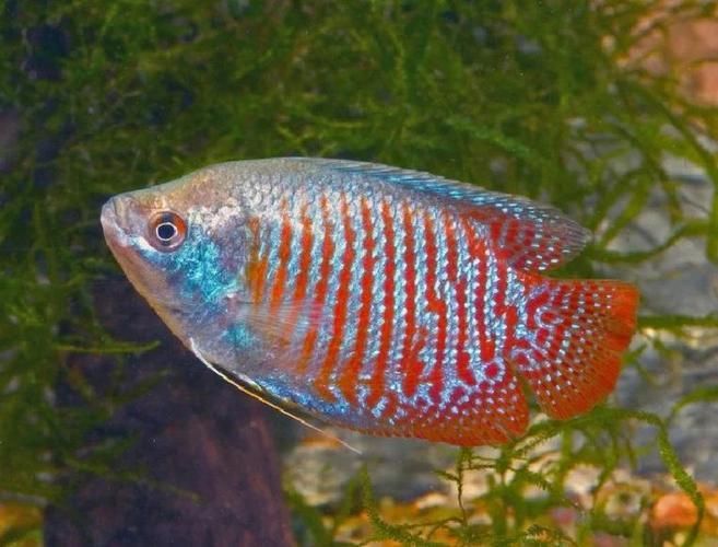 巴西亞魚喂養周期表，巴西亞魚喂養周期