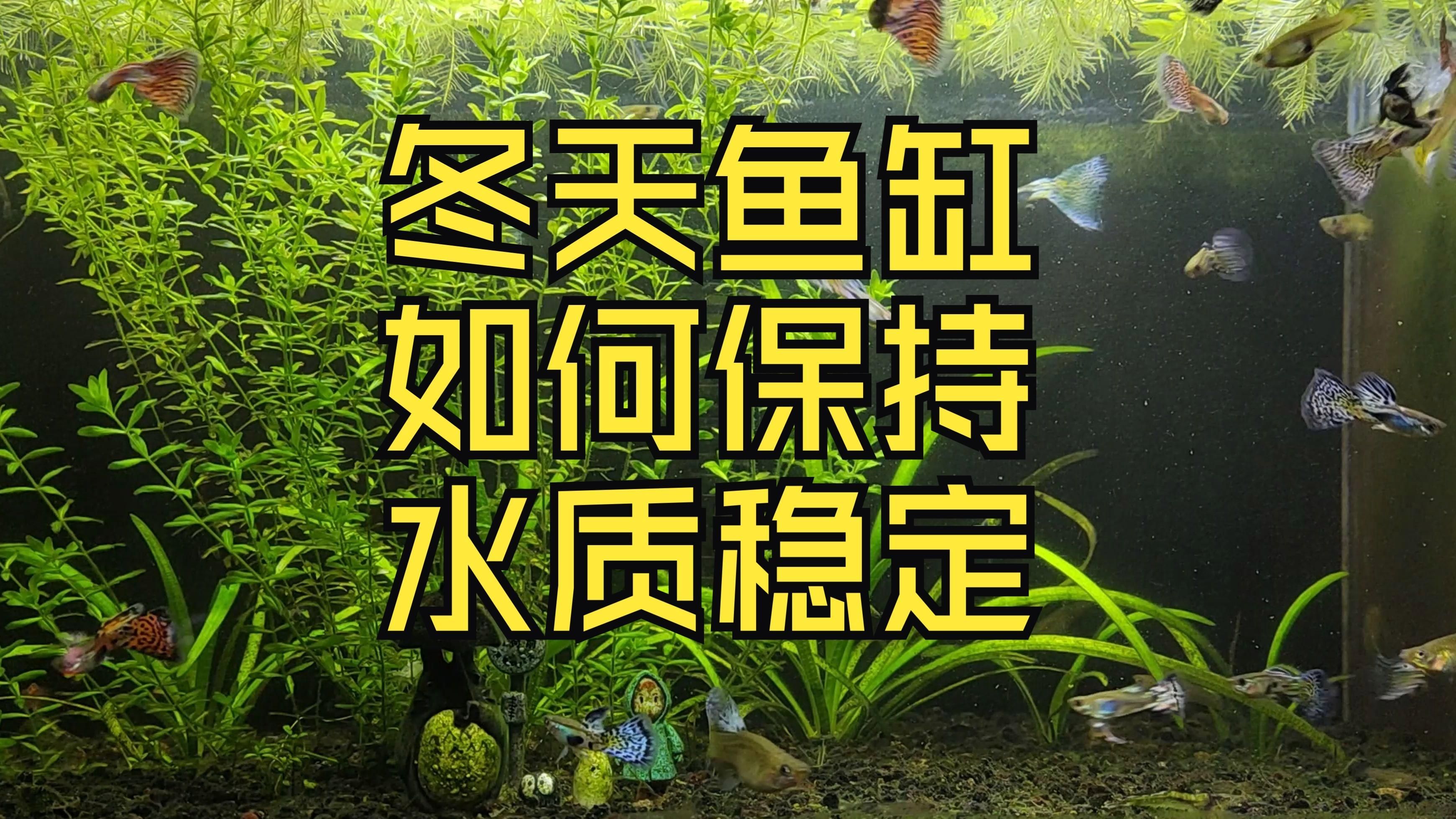 如何判斷麻章龍魚是否健康？，判斷麻章龍魚是否健康，可以通過觀察其體表、鱗片、鰭條和游動狀態來進行檢查