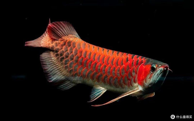 有沒有更詳細的龍魚喂食視頻教程？，龍魚喂食視頻教程