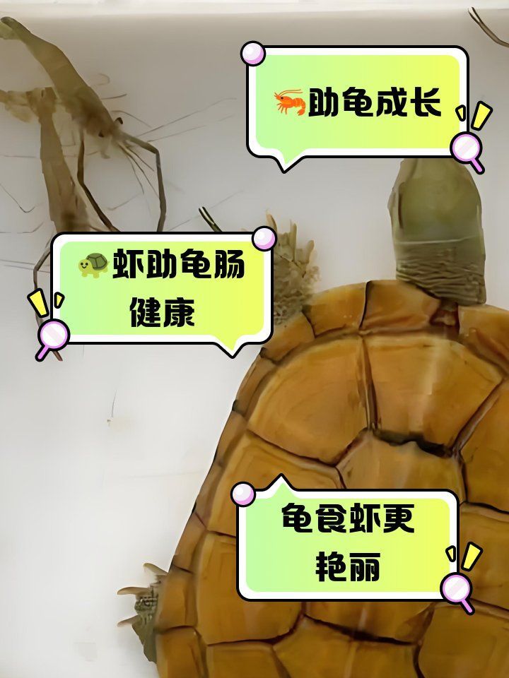 有哪些食物可以幫助烏龜增色，烏龜吃什么能增色
