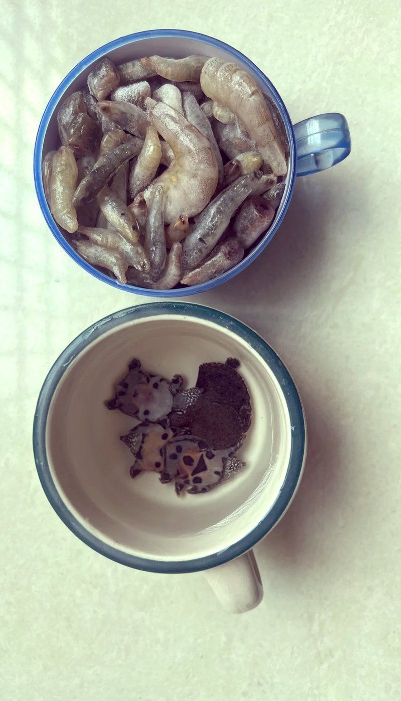 有哪些食物可以幫助烏龜增色，烏龜吃什么能增色