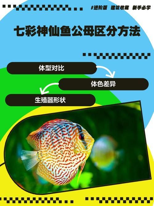 如何辨別真假高價觀賞魚，如何辨別真假高價觀賞魚，