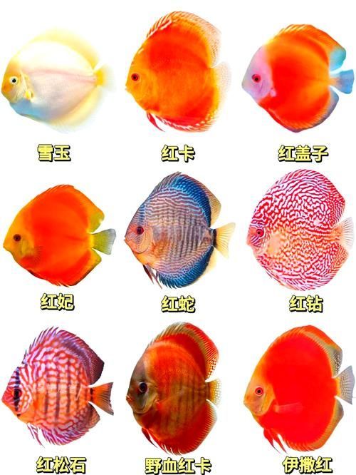 如何辨別真假高價觀賞魚，如何辨別真假高價觀賞魚，