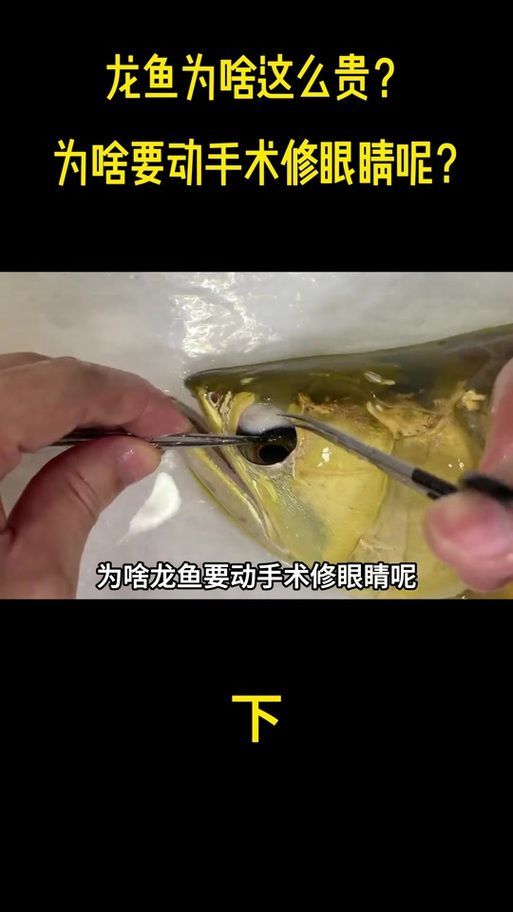哪種藥物對金龍魚蒙眼病最有效，金龍魚蒙眼病使用方法