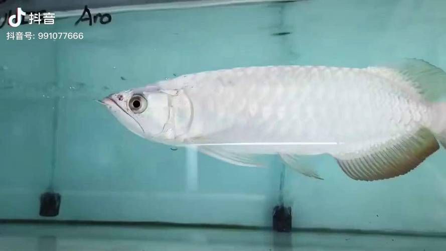龍魚白白的圖片高清大圖