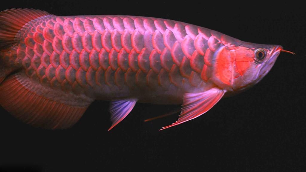 給我一張越秀龍魚的高清圖片，給我一張越秀龍魚的高清圖片,展開,越秀龍魚,?