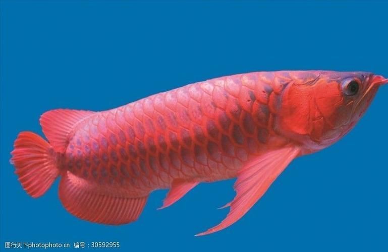 給我一張越秀龍魚的高清圖片，給我一張越秀龍魚的高清圖片,展開,越秀龍魚,?