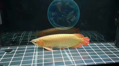 龍魚趴缸時如何減少干擾，龍魚趴缸時如何減少外界干擾