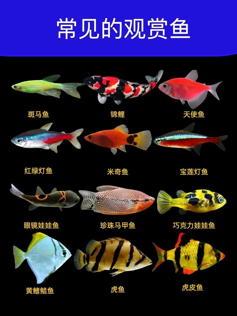 如何預防魚黑色霉斑的再次發生
