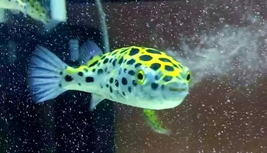 潛水艇魚有哪些常見疾病，關(guān)于潛水艇魚的常見疾病