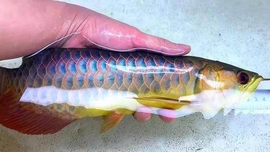 有哪些過背金龍珠鱗品種，過背金龍珠鱗鑒賞指南