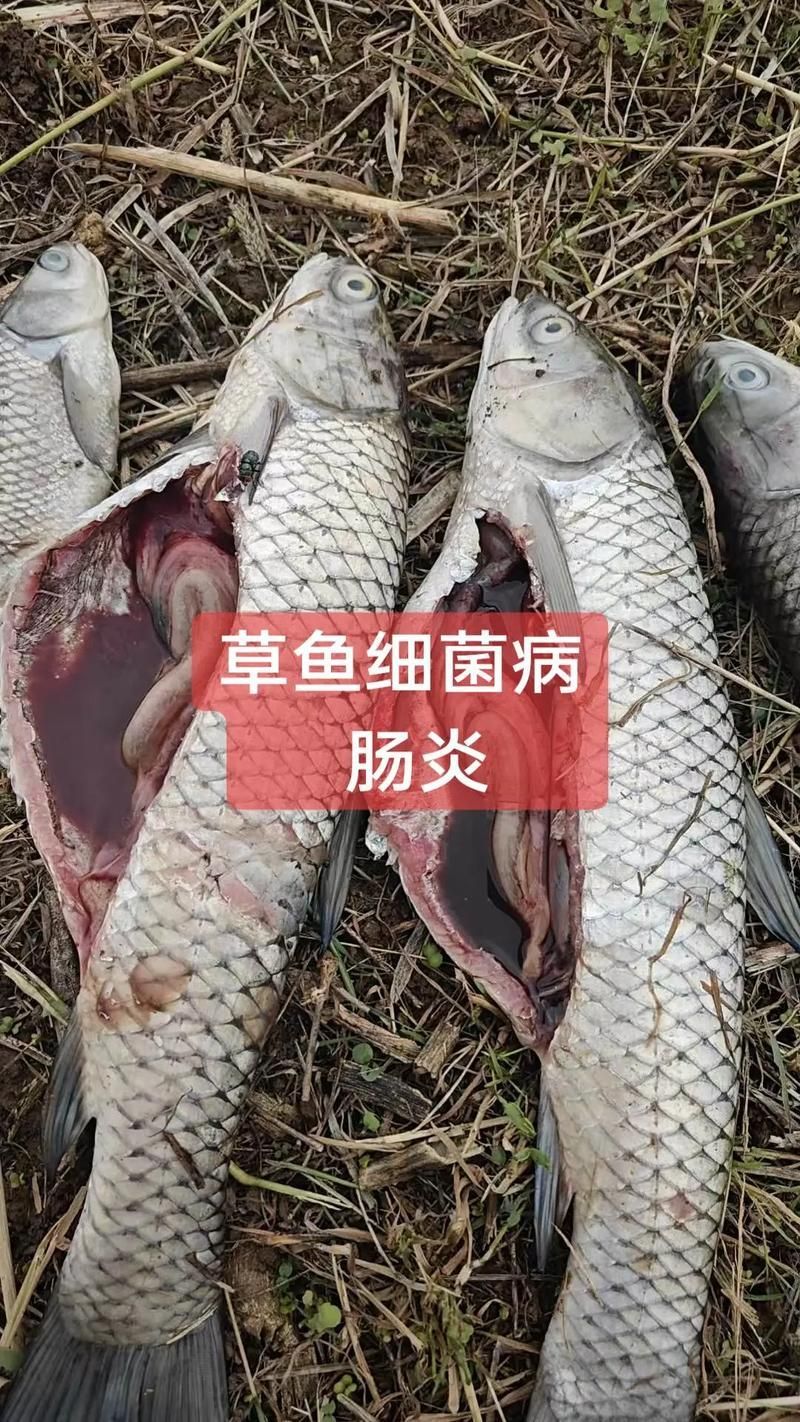 如何判斷魚腸炎是否嚴重，如何判斷魚腸炎
