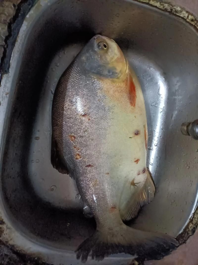 被龍魚咬傷后多久會愈合