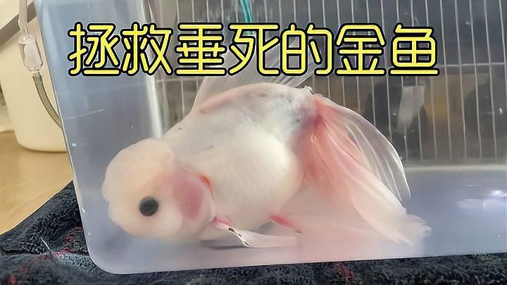 如何判斷金魚是否恢復(fù)健康