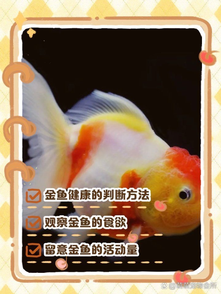 如何判斷金魚是否恢復(fù)健康