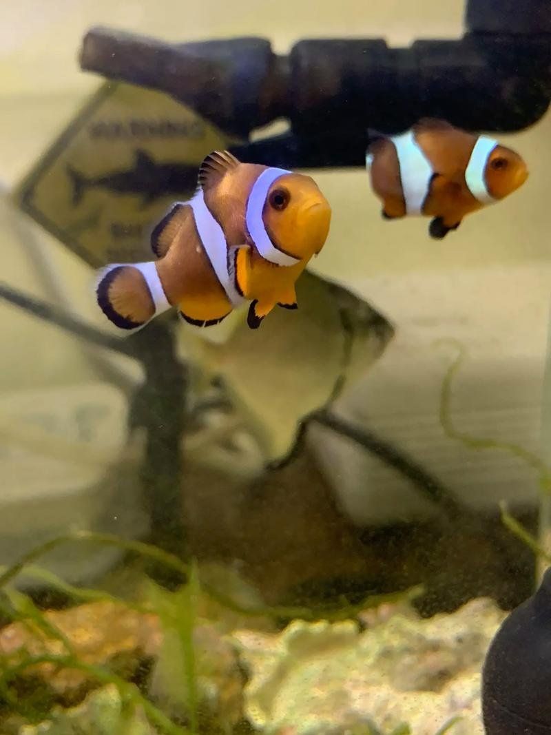 龍魚鰓蓋魚鰭有白色東西，可能是其他病嗎？，龍魚鰓蓋和魚鰭出現白色物質可能是由多種原因引起的