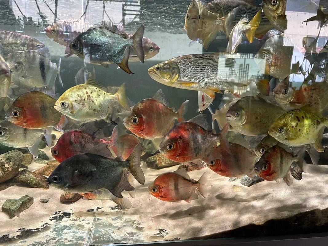 虎紋銀板魚混養案例分享，虎紋銀板魚混養