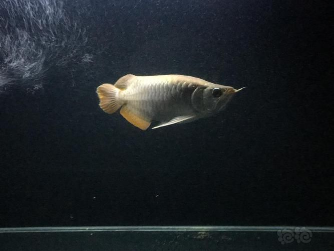 短身福龍魚中哪個(gè)品種最珍貴，短身福龍魚中哪個(gè)品種最珍貴，綠皮福龍王的飼養(yǎng)技巧