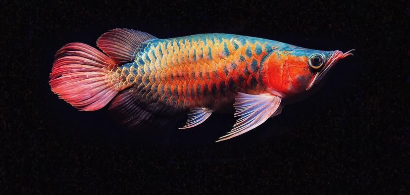 短身福龍魚中哪個(gè)品種最珍貴，短身福龍魚中哪個(gè)品種最珍貴，綠皮福龍王的飼養(yǎng)技巧