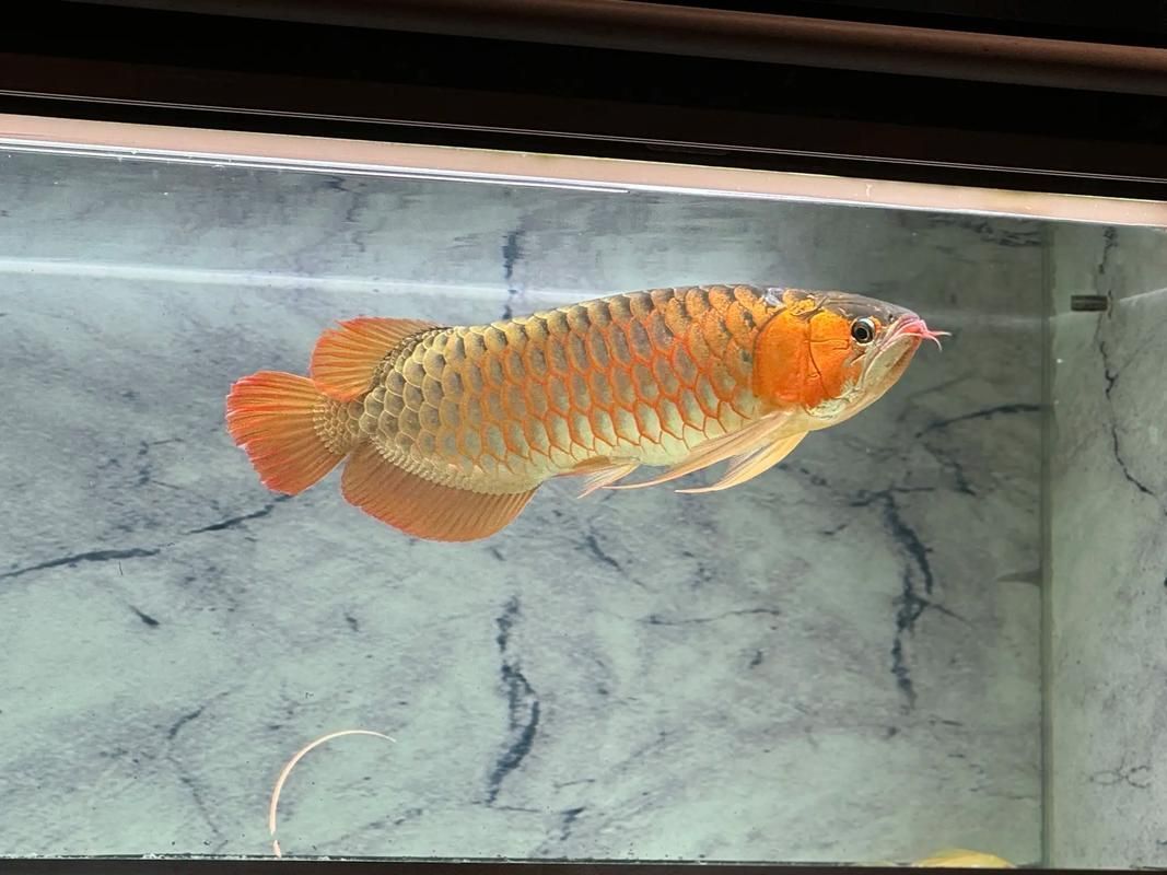 短身福龍魚中哪個(gè)品種最珍貴，短身福龍魚中哪個(gè)品種最珍貴，綠皮福龍王的飼養(yǎng)技巧