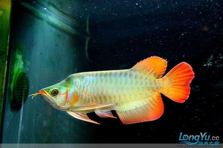 短身福龍魚中哪個(gè)品種最珍貴，短身福龍魚中哪個(gè)品種最珍貴，綠皮福龍王的飼養(yǎng)技巧