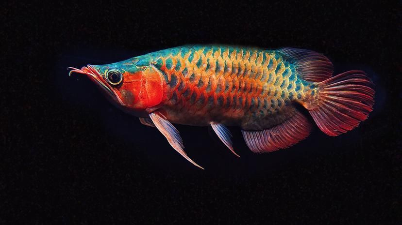 短身福龍魚中哪個品種最珍貴，短身福龍魚中哪個品種最珍貴，綠皮福龍王的飼養技巧