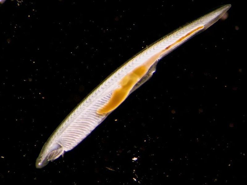 文昌魚和龍魚有什么區別？，文昌魚與龍魚有什么區別？