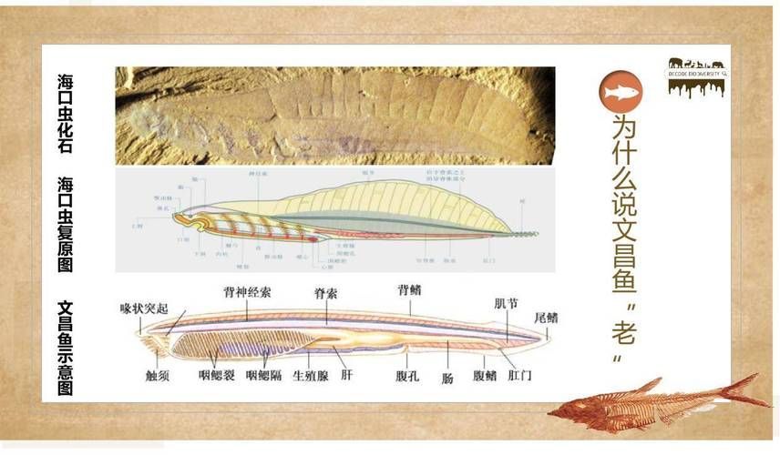 文昌魚和龍魚有什么區別？，文昌魚與龍魚有什么區別？