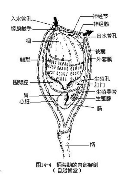 文昌魚和龍魚有什么區別？，文昌魚與龍魚有什么區別？