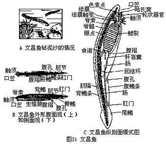 文昌魚和龍魚有什么區別？，文昌魚與龍魚有什么區別？