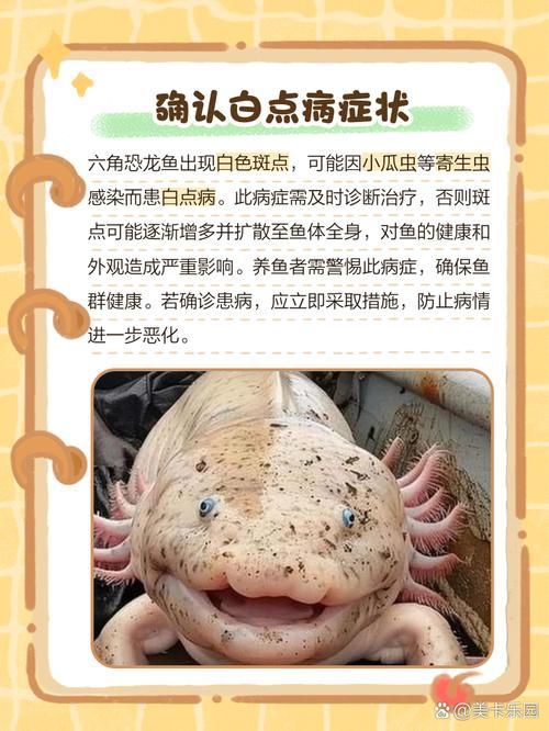 如何預防六角龍魚白斑病，六角龍魚（墨西哥鈍口螈）白斑病預防