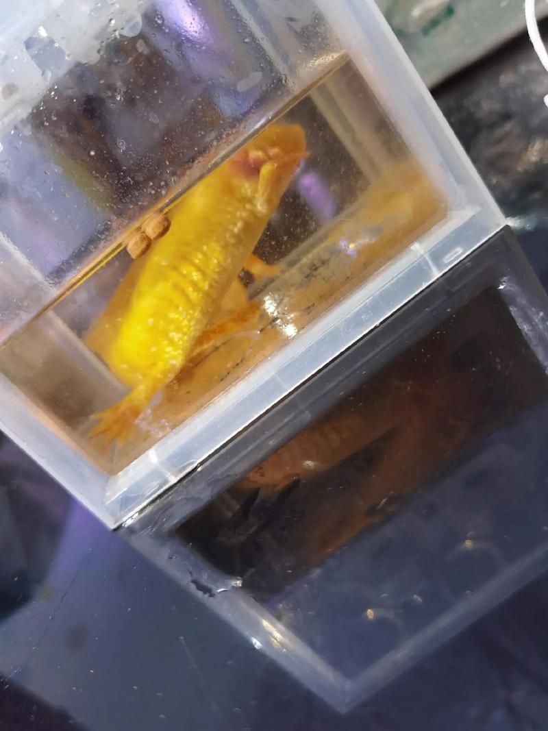 如何預防六角龍魚白斑病，六角龍魚（墨西哥鈍口螈）白斑病預防