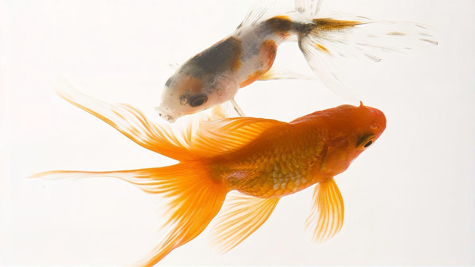 魚尾巴爛了會長回來嗎，魚尾巴爛了會感染嗎