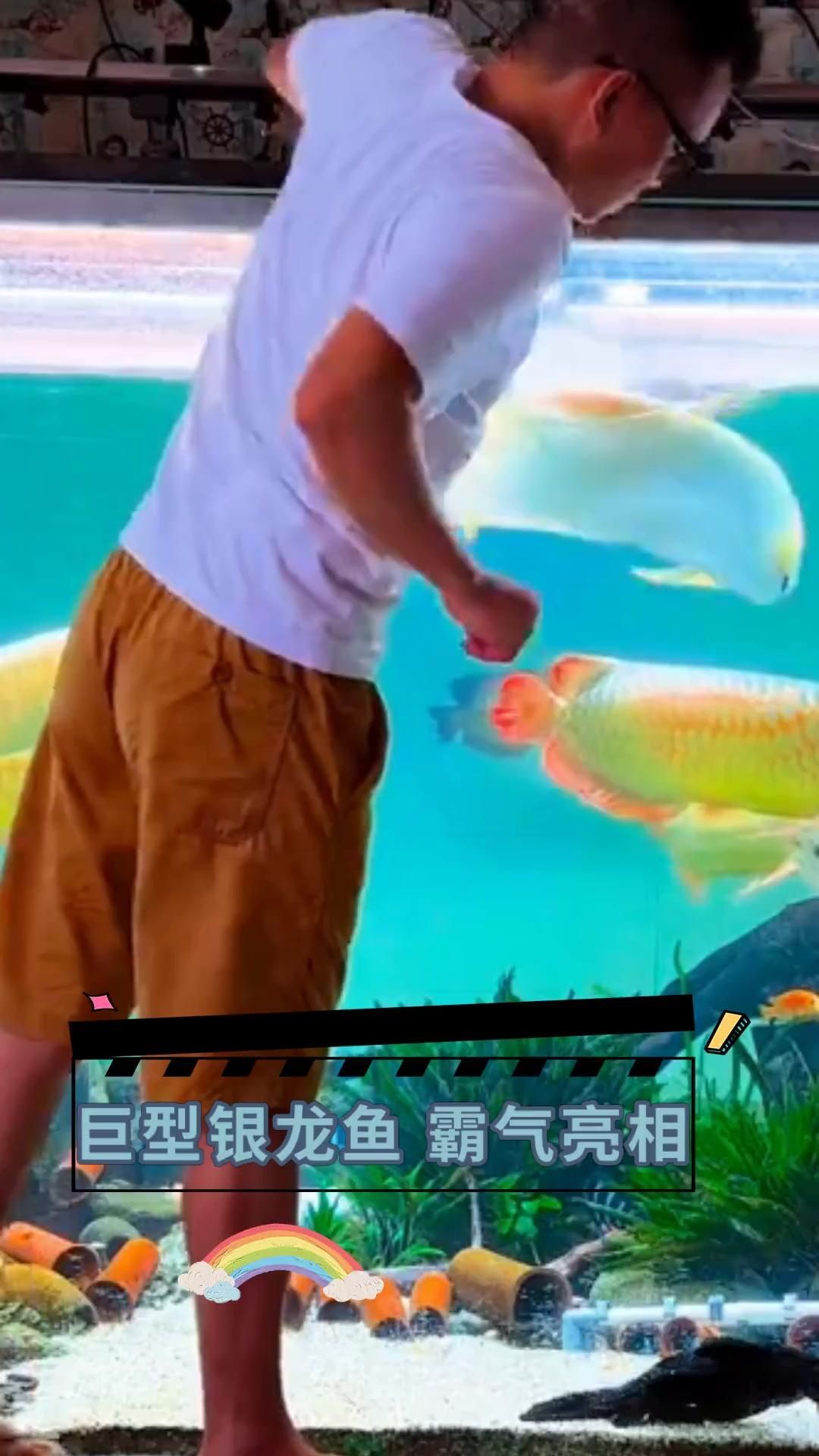 銀龍魚哪個顏色最稀有？，銀龍魚哪個顏色最稀有