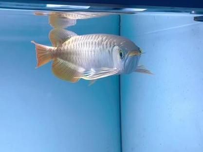 頂級紅龍魚品牌有哪些，頂級紅龍魚品牌